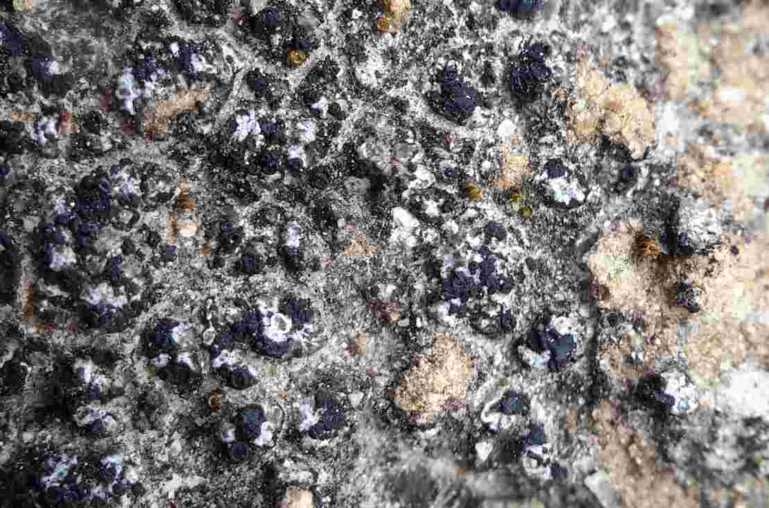 [Toninia aromatica]